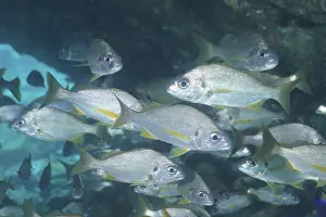 Bastard grunt (Pomadasys incisus)