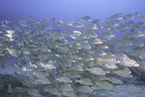 Bastard grunt (Pomadasys incisus)