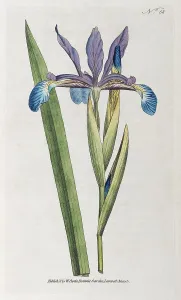 Bastard iris or salt marsh iris (Iris spuria)