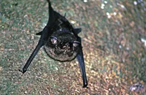 Bat, Amazon region near Iquitos