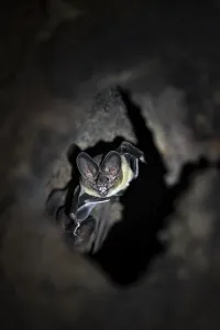 Bat in a cave in a tree trunk, in the rainforest