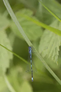 Bat Damselfly (Coenagrion pulchellum)