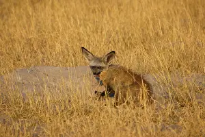 Bat-eared fox, Bat-eared fox Adult