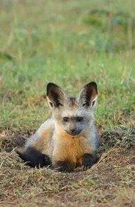 Bat-eared fox, bat-eared foxes (Otocyon megalotis)