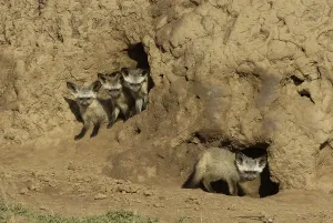 Bat-eared Fox (Otocyon megalotis)