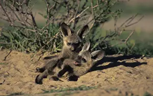 Bat-eared Fox (Otocyon megalotis)