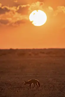 Bat-eared fox (Otocyon megalotis)