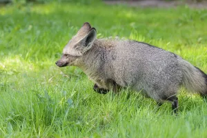 A Bat-eared fox (Otocyon megalotis) runs across a green meadow