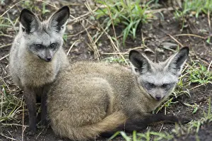 Bat-eared foxes (Otocyon megalotis)