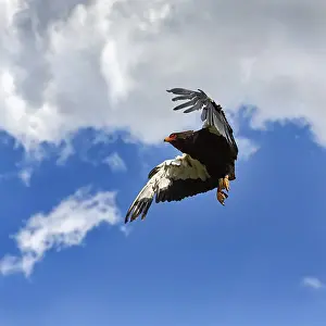 Bateleur, captive, Snake Eagle