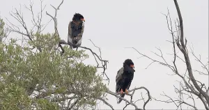 Bateleur Eagle (terathopius ecaudatus)