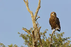 Bateleur eagle (Terathopius ecaudatus)