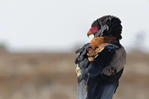 Bateleur eagle (Terathopius ecaudatus)