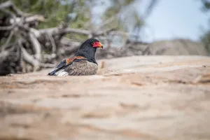 Bateleur standing on a koppie in the Kruger National Park