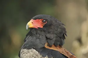 Bateleur (Terathopius ecaudatus)