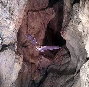 BatGreater Horseshoe (Rhinolophus ferrum-equinum)