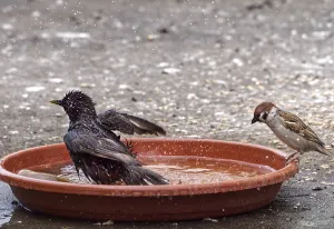 Bathing common starling (Sturnus vulgaris) with spectators House sparrow (Passer domesticus)