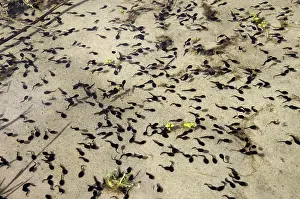 Batrachians (Anura), tadpole, a swarm of tadpoles