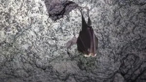 Bats sleep in dungeon upside down