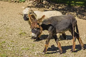 A Baudet du Poitou or Poitevin or Poitou donkey foal runs across a dry paddock