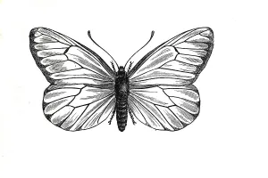 Baumweissling, black-veined white (Aporia crataegi) is a butterfly