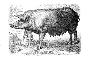 Bavarian country pig, is a rare domestic pig breed in Germany