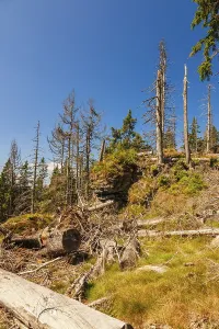 Bavarian Forest, Falkenstein area