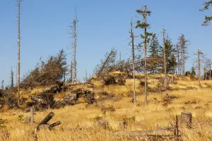 Bavarian Forest, Falkenstein area