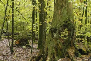 Bavarian Forest National Park