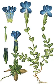 Bavarian gentian (Gentiana bavarica) left