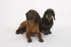 Bavarian Mountain Sweat Dog and Roughhaired Dachshund