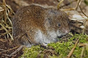 Bavarian pine vole sitting on floor with green moss looking right
