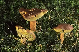 Bay bolete (Boletus badius)