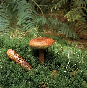Bay bolete (boletus badius), Schleswig-Holstein