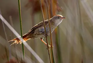 Bay-capped Wren-spinetail (Spartonoica maluroides) adult