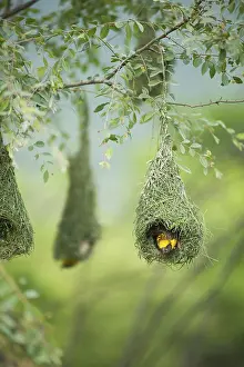 Baya weaver flying for nesting, India