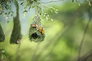 Baya weaver flying for nesting, India, Asia