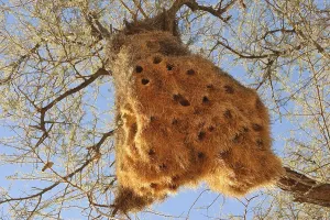 Baya Weaver (Ploceus philippinus) nest
