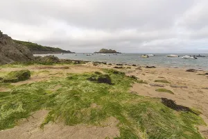 Beach with green algae covered sand and rocks at Cancale