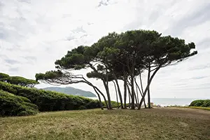 Beach and old pine trees, Spiaggia di Baratti
