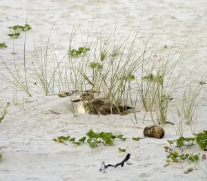 Beach scenery with breeding Dotterel bird on sandy ground seen at Mercury Bay in New Zealand
