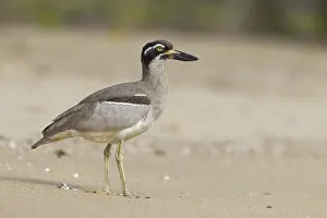 Beach Stone-curlew (Esacus magnirostris)