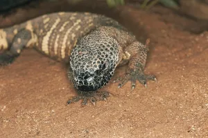 Beaded Lizard (heloderma horridum)