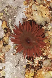 Beadlet anemones (Actinia equina)