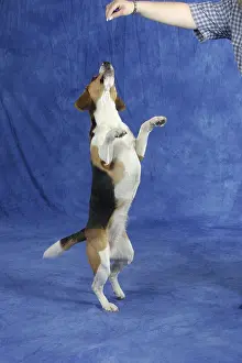 Framed Print : Beagle, bitch
