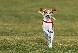 Framed Print : Beagle with branch in mouth jumps across meadow Framed Print : Beagle with branch in mouth jumps across meadow