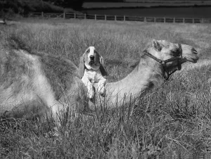 Beagle with camel, England, Great Britain