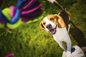 Beagle dog jumping on two feet with mouth open to get a toy