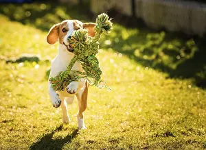 Beagle dog jumping and running with a rope toy outdoor towards the camera