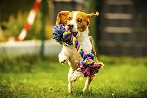 Beagle dog jumping and running with a toy outdoor towards the camera